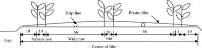 Irrigation modulates the effect of increasing temperatures under climate change on cotton production of drip irrigation under plastic film mulching in southern Xinjiang